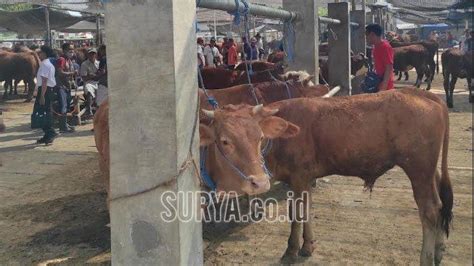 Jelang Idul Adha 2024 Harga Sapi Di Pasar Hewan Dimoro Kota Blitar