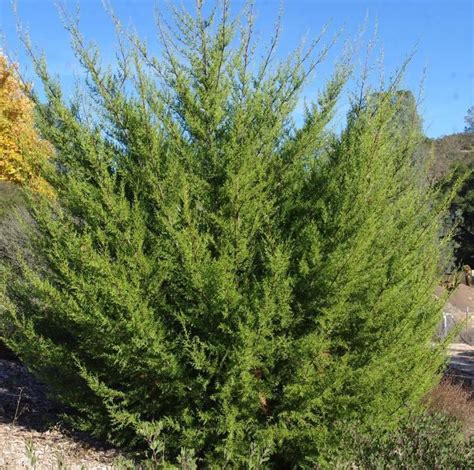 Cupressus macrocarpa - Alchetron, The Free Social Encyclopedia