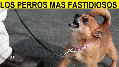 Top 10 Perros Más Molestos Y Fastidiosos Youtube