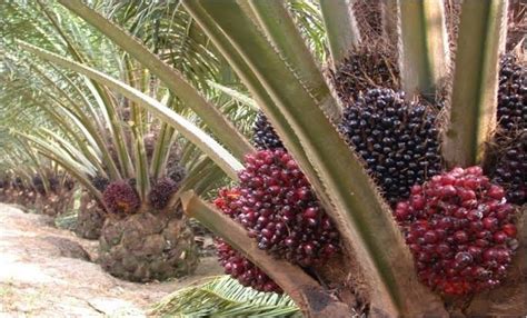 Bikin Petani Semakin Cuan Ini Dia Cara Memelihara Kelapa Sawit Agar