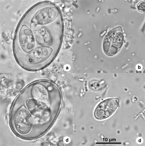 Sporulated Oocysts And Sporocysts Of Eimeria Gallopavonis A B And