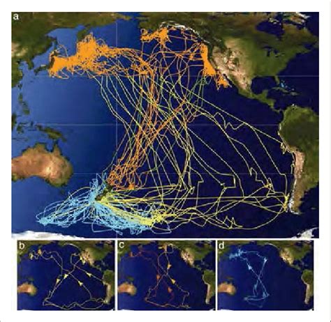 1. Shearwater migrations originating from breeding colonies in New ...