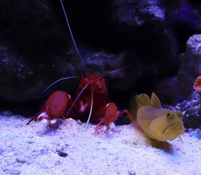 Best shrimp to pair with Yellow Watchman Goby? | Reef2Reef