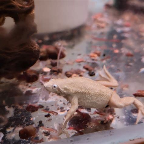 White Or Blonde African Dwarf Frog Adf Instagram