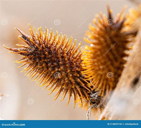 Cocklebur Seed Pods Stock Photo Cartoondealer