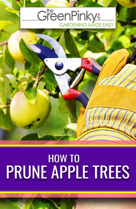 Need To Prune Your Apple Tree — 8 Tips That Work