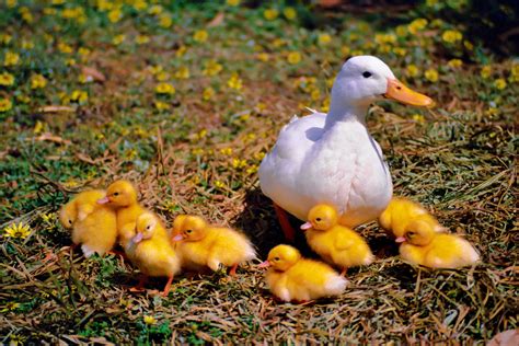 Free Images Nature Grass Flower Beak Autumn Yellow Chicken