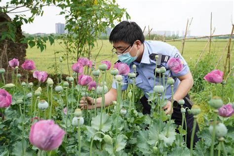 看到这种花，立即报警！