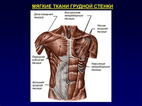 Рентгенограмма. Нормальная анатомия грудной клетки - презентация онлайн