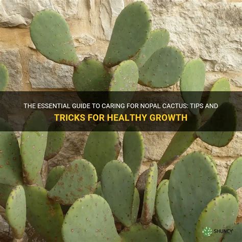 The Essential Guide To Caring For Nopal Cactus Tips And Tricks For Healthy Growth Shuncy