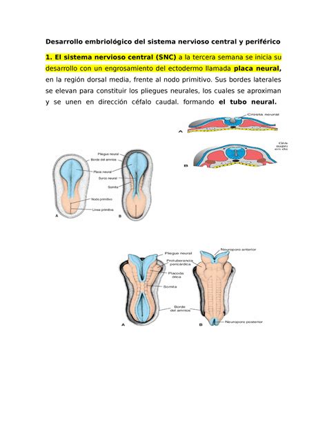 Desarrollo Embriol Gico Del Sistema Nervioso Central Y Perif Rico Para