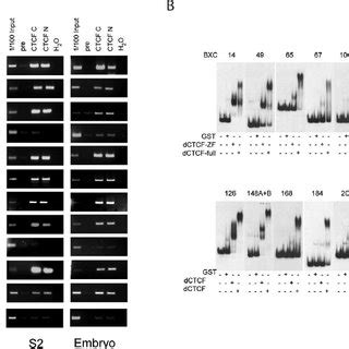 Drosophila CTCF In Vivo Binding Site Consensus A Shown Is The