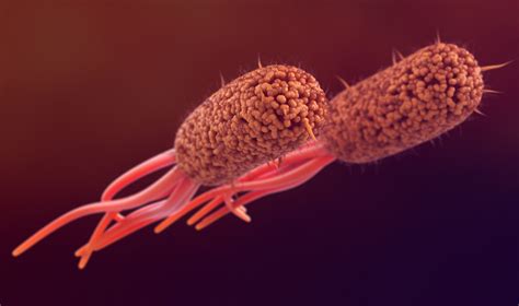 Understanding E. coli: symptoms, treatments and prevention - The Global ...