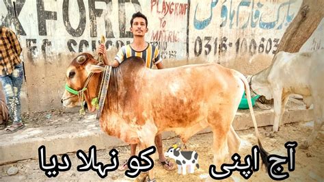 Aaj Apni Cow Ko Nehla Diya Shareef Hogai Ye Tw Safeer Vlogs