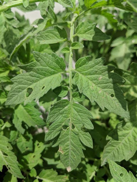 Tomato Plant Leaves Full Of Holes Okejely Garden Plant