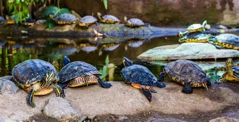 All About The Yellow Bellied Sliders Diet What Do They Eat Reptile