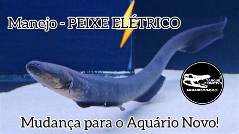 Aqu Rio Novo Dos El Tricos Peixe El Trico Enguia El Trica Poraqu