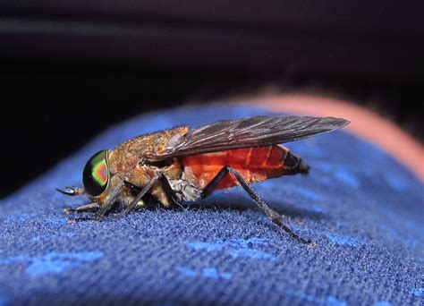 Search: horsefly | Flickr