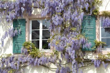 How To Grow Wisteria From Seeds Hunker