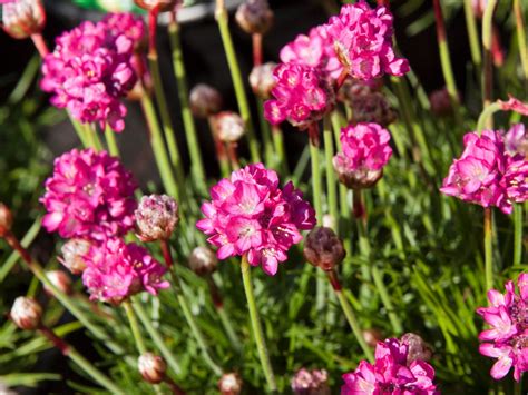 Armeria Maritima Armada Rose Max Garden Záhradné Centrum Pre Vašu