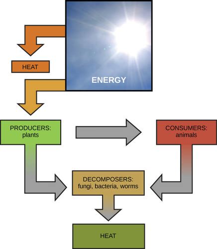 2.2 Energy – Environmental Biology