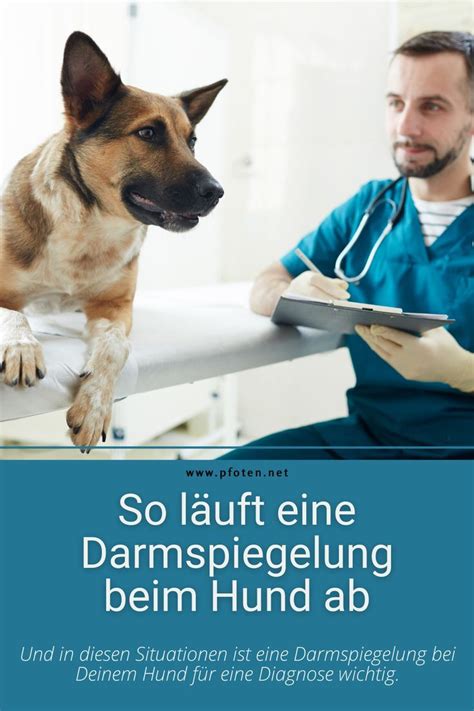 Vergiftung Beim Hund Ursachen Symptome Und Behandlung Artofit