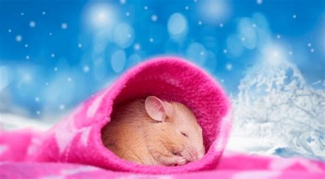 17,867 Cute Rat Winter Royalty-Free Photos and Stock Images | Shutterstock