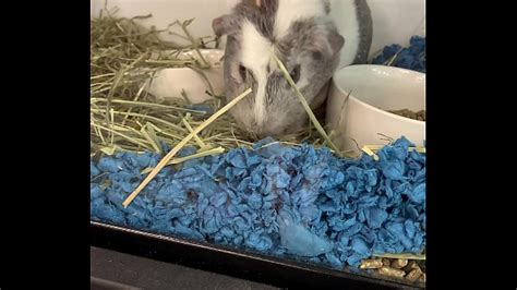 Banned Videos XVIDEOS