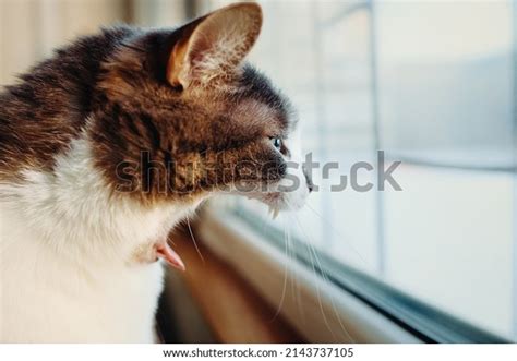 15 Cat Crying Meme Face Images, Stock Photos & Vectors | Shutterstock