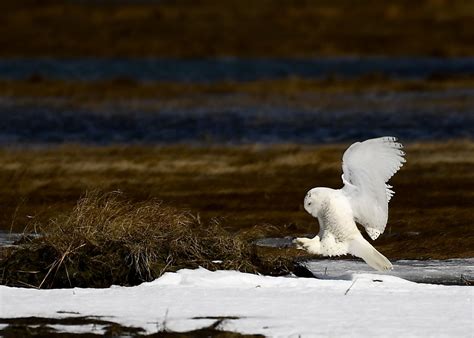 https://flic.kr/p/25eqWjR | Snowy Owl Coming in for a Landing Snowy Owl ...