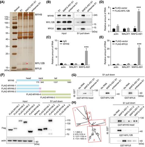 Hbx‐upregulated Mafg‐as1 Promotes Cell Proliferation And Migration Of