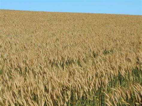 Cultivar de triticale BRS Resoluto - Portal Embrapa