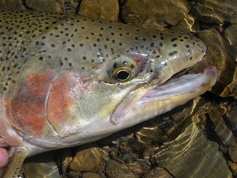 The Steelhead Guide: Steelhead Colors and Lampreys