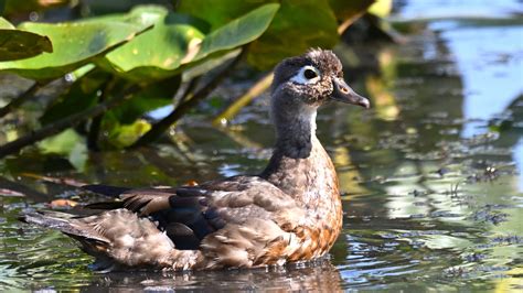 One Wood Duck - Birding, PI