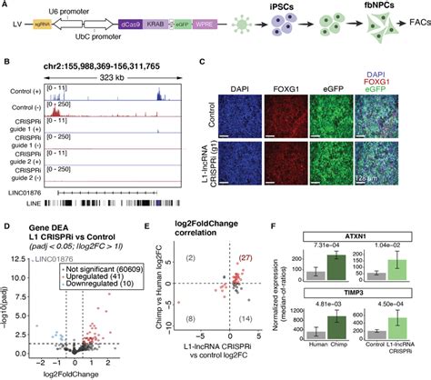 CRISPRi Silencing Of The L1 LncRNA In Human FbNPCs A CRISPRi Construct