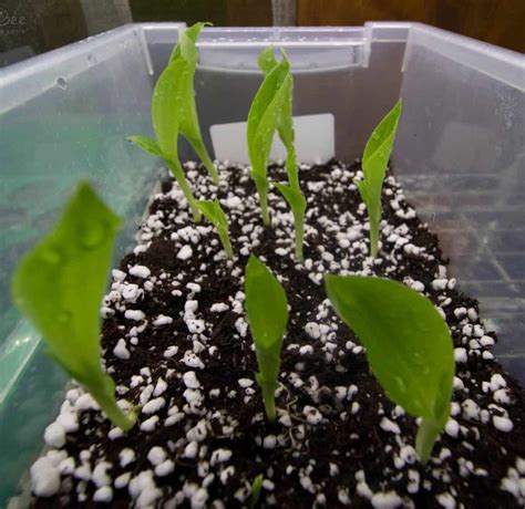 Canna Lily Seeds: Harvesting & Propagating Guide