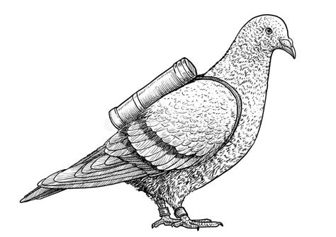 Pigeon Illustration Drawing Engraving Line Art Realistic Vector