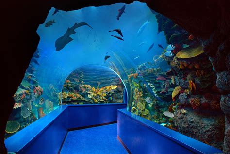 Sharjah Aquarium Ticket