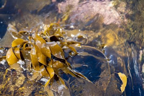 Bull Kelp Algas Que Crecen En Las Rocas Algas Marinas Comestibles