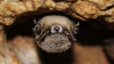 Bats With White-Nose Syndrome Choose Deadly Habitats | Applied Ecology ...