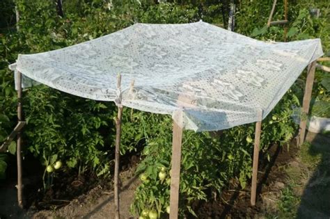 Protéger les tomates de la grêle et de lorage Voici le guide pratique