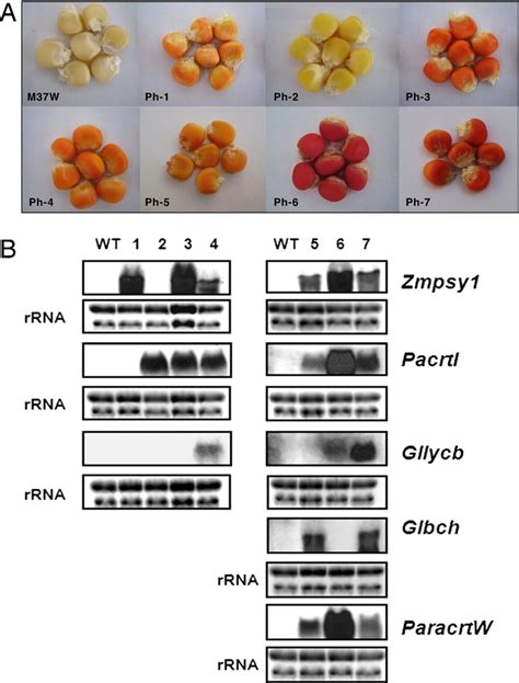 Combinatorial Genetic Transformation Generates A Library Of Metabolic