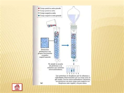 Cromatograf A De Intercambio I Nico Ppt