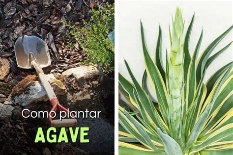 Como Plantar Agave Dicas Para Cultivar Agave Americana