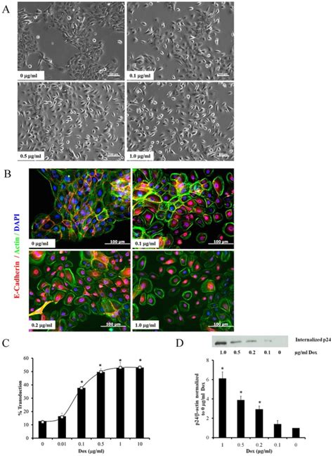 A Phase Contrast Images Of A431 Cells Expressing Dox Regulatable