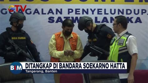 Aktor Bollywood Ditangkap Bea Cukai Diduga Selundupkan Cenderawasih