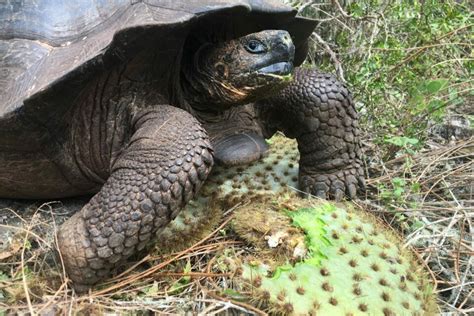 Galapagos Giant Tortoise Introductory Lesson Galapagos Conservation