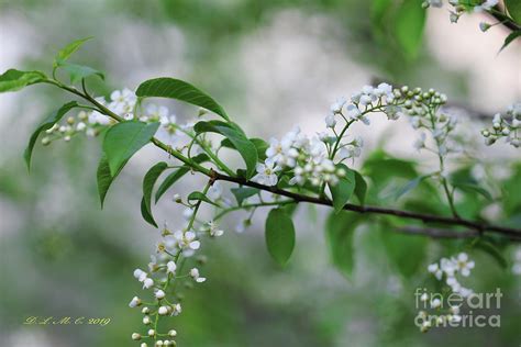 Cherry Schubert Branch Photograph By Donna L Munro Fine Art America
