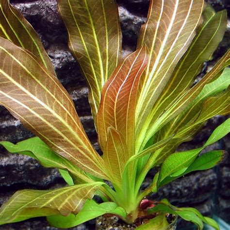 Echinodorus Rubin In Pot Middengrond Jarathana