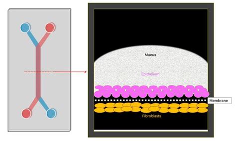 Cervix Chip Illustration Image Eurekalert Science News Releases